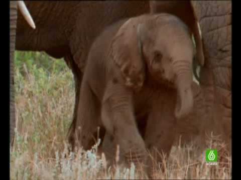 Documental. Elefantes Africanos. Homenaje a las madres del mundo animal 4/17
