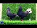 حمام نوري أسود بفتله مميز 