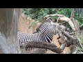Grevy Zebra screams!　シマウマ　カルファニくんの叫び。ロスアンジェルス動物