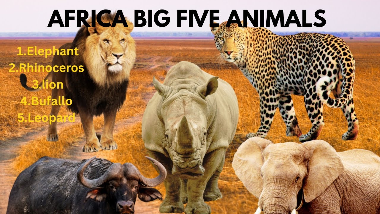 “Africa’s Big Five – Relaxing Wildlife Video with Natural Sounds” - YouTube