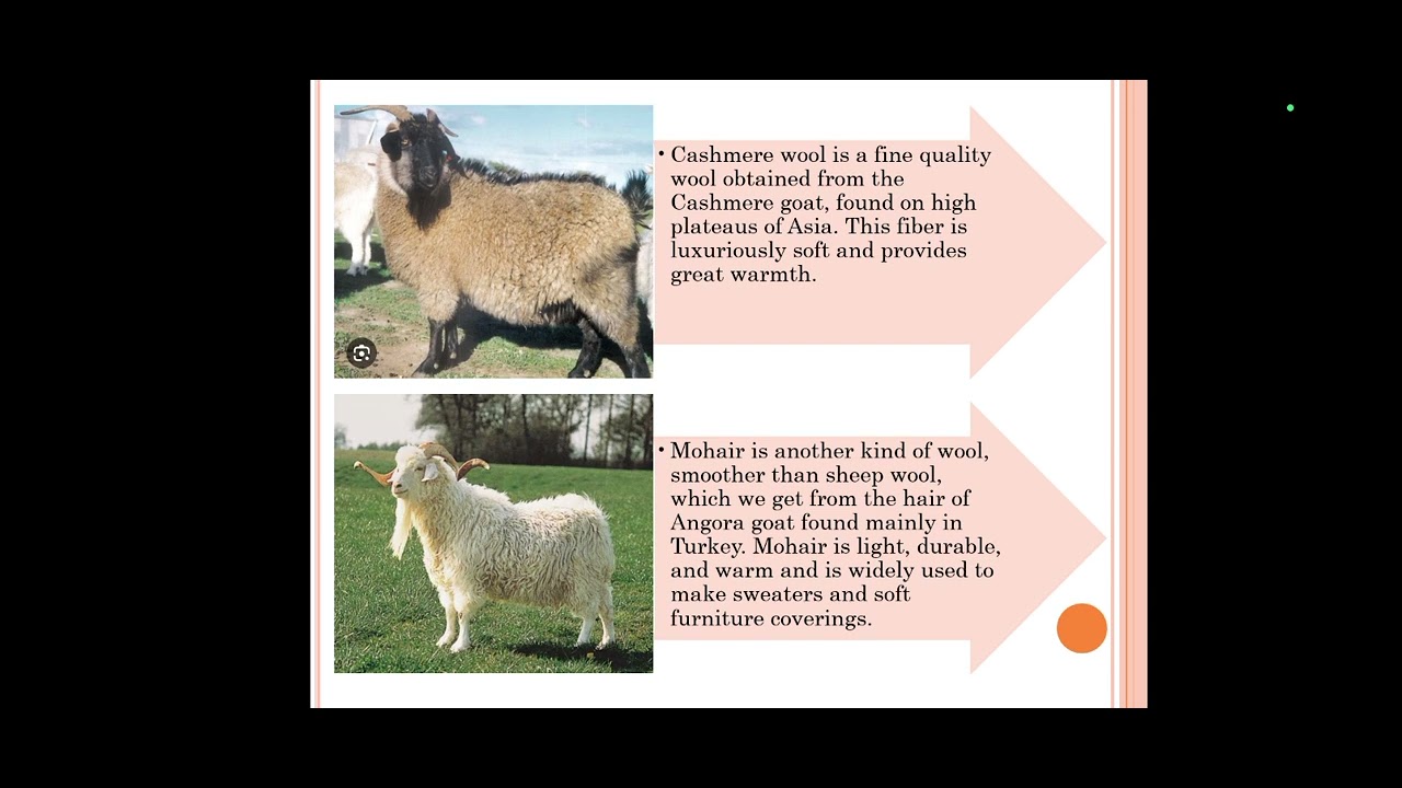 Science || Cashmere wool || Cashmere goat || Mohair wool || Angora goat ||  Smooth than sheep wool😊😊