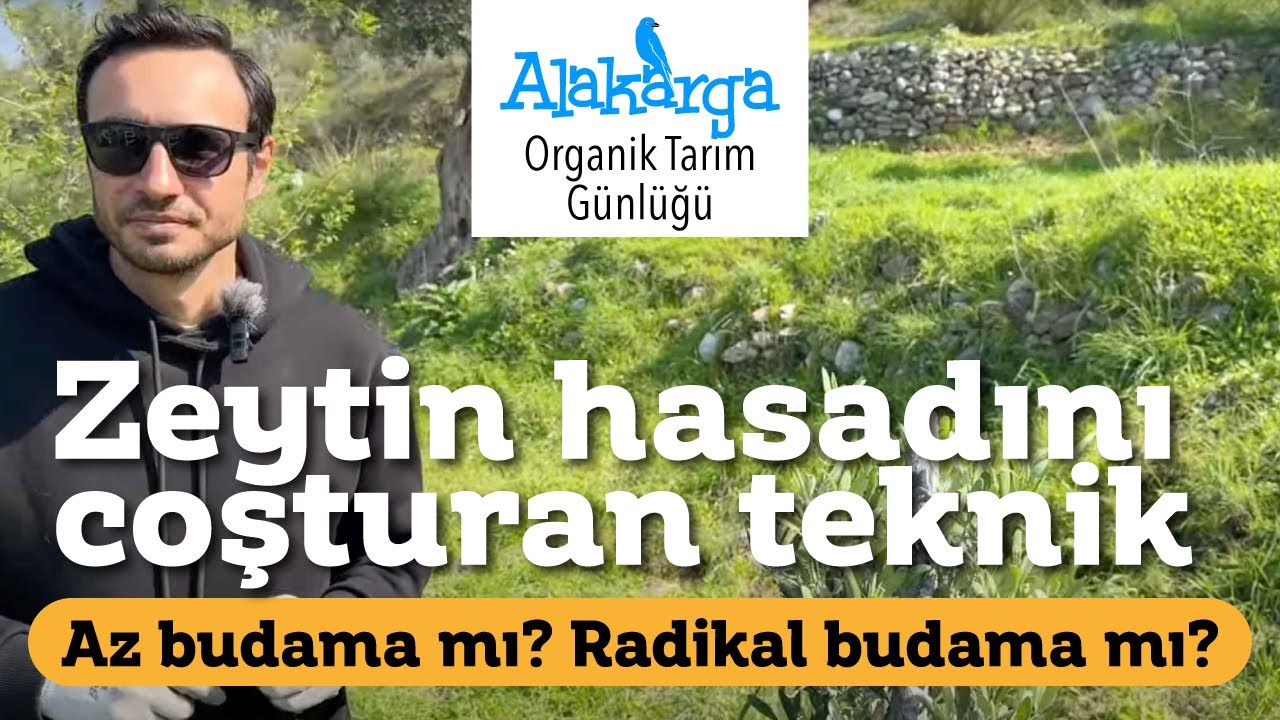 Zeytin Ağacı Budama/ Zeytin Nasıl Budanır?/ Doğru Budama [2025]