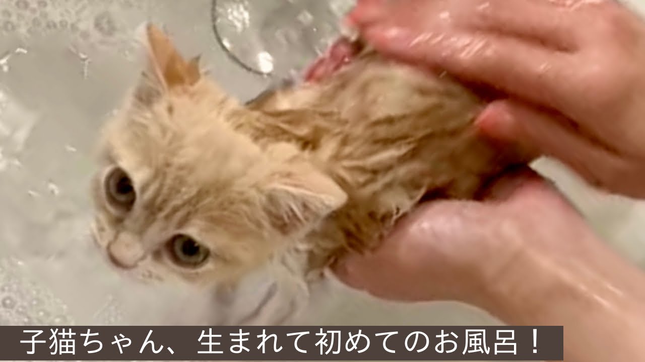 子猫ちゃん、初めてのお風呂とドライヤーで絶叫！（生後２カ月半、お迎え３週目）グルーミング、入浴、シャンプー、シャワー（カラン）、ドライヤー（布団乾燥機）絶叫