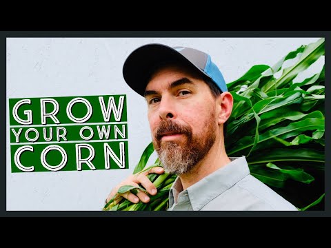 HOW TO GROW YOUR OWN CORN IN A RAISED GARDEN BED