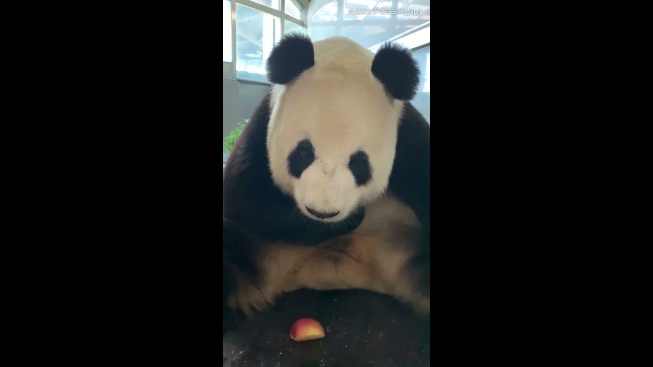 Panda Fei Yun I Am Has A Plump Face Miao Yin Had An Air Of Haughty 