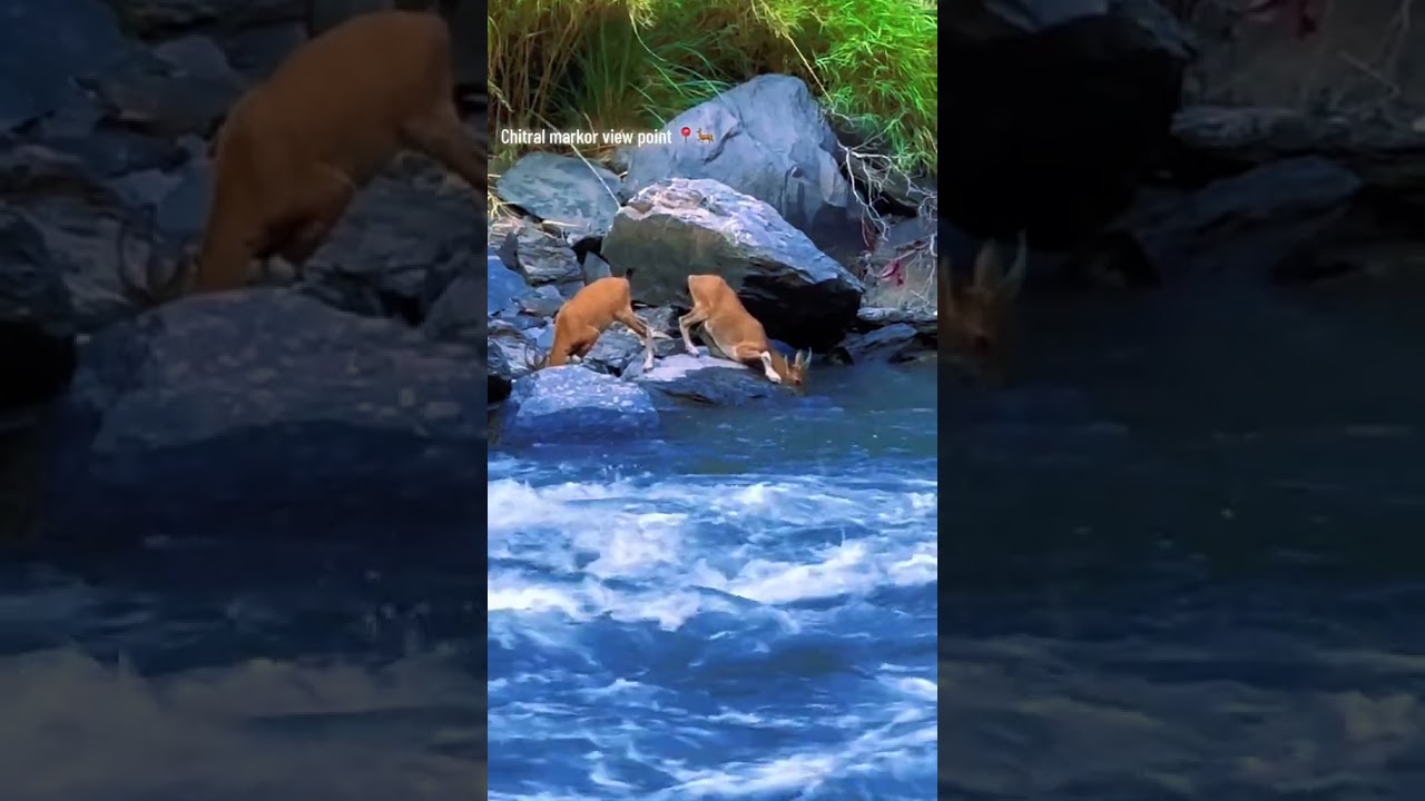 Mesmerizing scene in Markhor's piont Chitral 