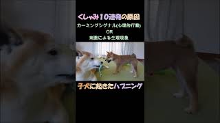 子犬に起きたハプニング くしゃみ10連発の謎   A Puppy’s Unexpected Event: The Mystery of 10 Sneezes in a Row