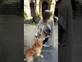 Golden retriever receives holy water blessing from priest #shorts