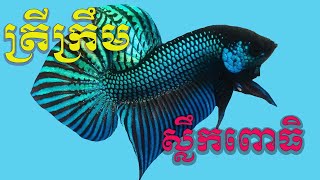 ឥសានតាំងដ៏សែនស្រស់ស្អាត #beautifulbettafish #smartmethod #setup #fishtank #aquarium #howto #breeding