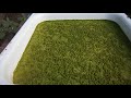 Algae intensively synthesize oxygen. Водорості інтенсивно синтезують кисень