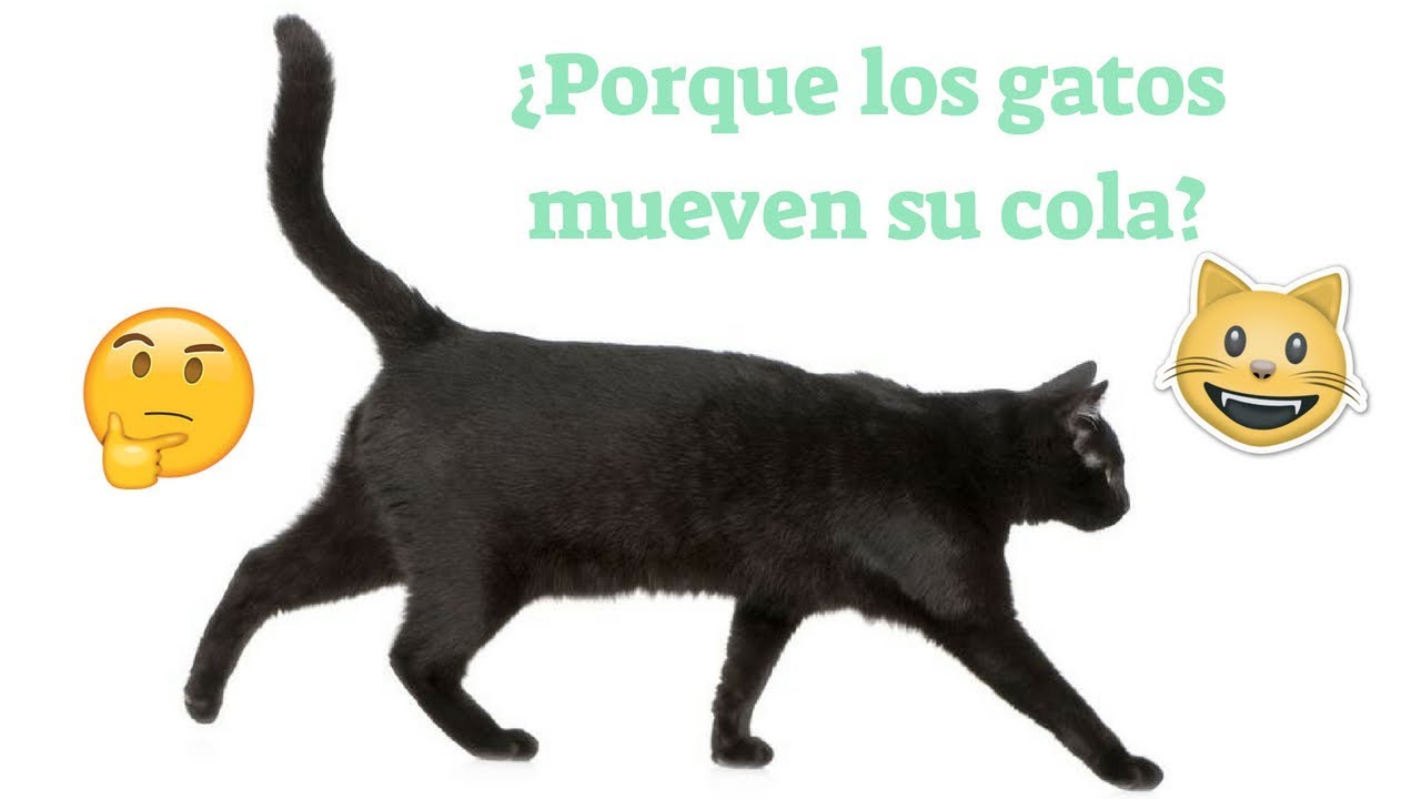 ¿Porque los gatos mueven la cola? YouTube