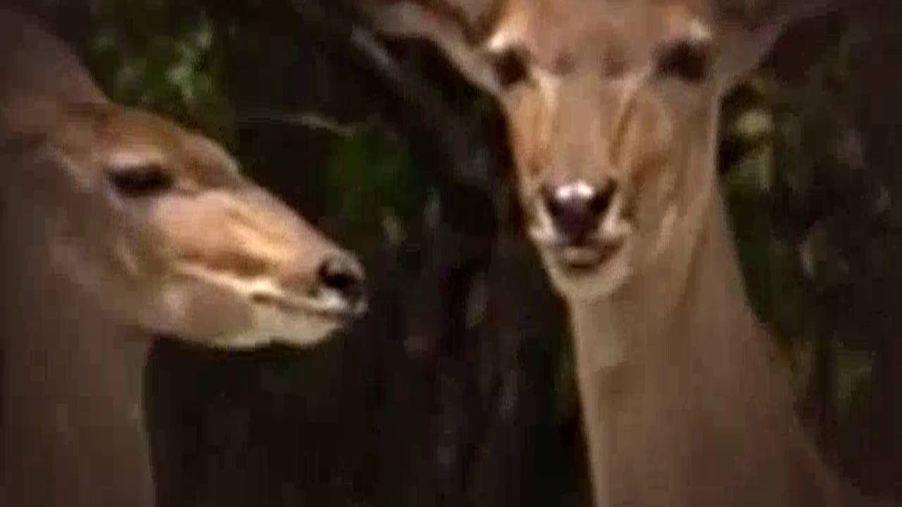 The Amazing Race 2001 Season 1 Episode 2