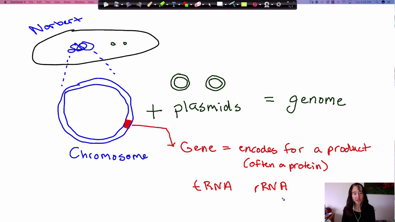 Genome Central Dogma YouTube