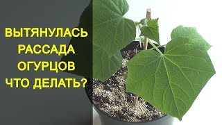 РАССАДА ОГУРЦОВ ВЫТЯНУЛАСЬ, ЧТО ДЕЛАТЬ? ДВА СПОСОБА КАК СПАСТИ РАССАДУ