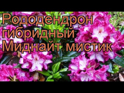 Рододендрон гибридный Миднайт