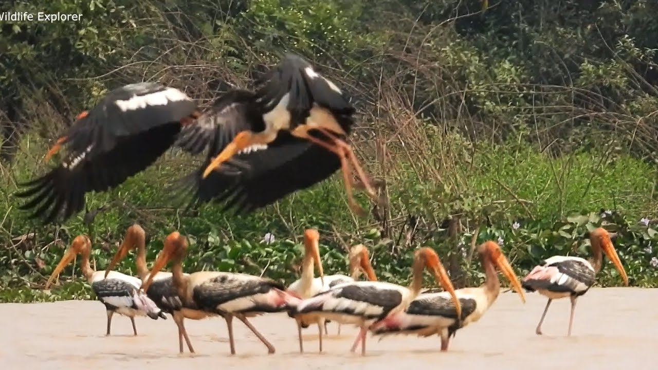 riverdale Beutiful Painted Stork Bird's Feeding Food In Cambodia.