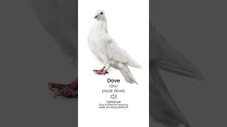 Dove  Pronunciation English Phonetic Transcription Plural Form  Pets Vocabulary Playlist