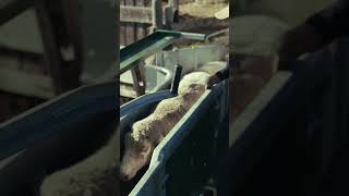 1,200  head. One SERIOUS Setup. 🐑