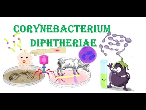 Corynebacterium diphtheriae | Klebs-Löffler bacillus | diphtheria | Overview