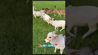 Nadipathy Pet Cows So Cute U0026 Short viral cow littleradhe youtube farming animals youtuber