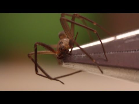 How to Identify and Handle a Brown Recluse - Smarter Every Day 89