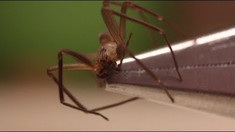 How to Identify a Brown Recluse Spider - Smarter Every Day 89