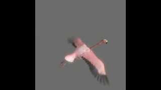 Rigged and Animated birds for 3ds Max, 3D Studio, Cinema 4D, Lightwave, and Maya