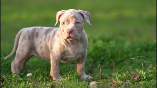 🔥 MERLE - Dog coat AMERICAN BULLY What You Need To Know🔥