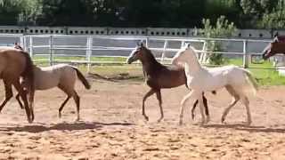 ООО "Ахалтекинец" Продажа ахалтекинских лошадей.Sales of Akhal-Teke horses http://akhaltekellc.com ООО "Ахалтекинец" Продажа ахалтекинских лошадей.Sales of Akhal-Teke horses http://akhaltekellc.com