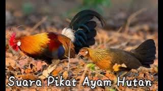 Suara Ayam Hutan Merah