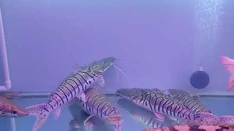 Trê cọp size khủng