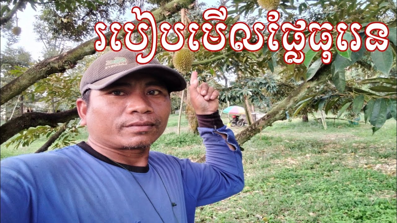 របៀបមើលផ្លែធុរេនអោយបានល្អ 2026