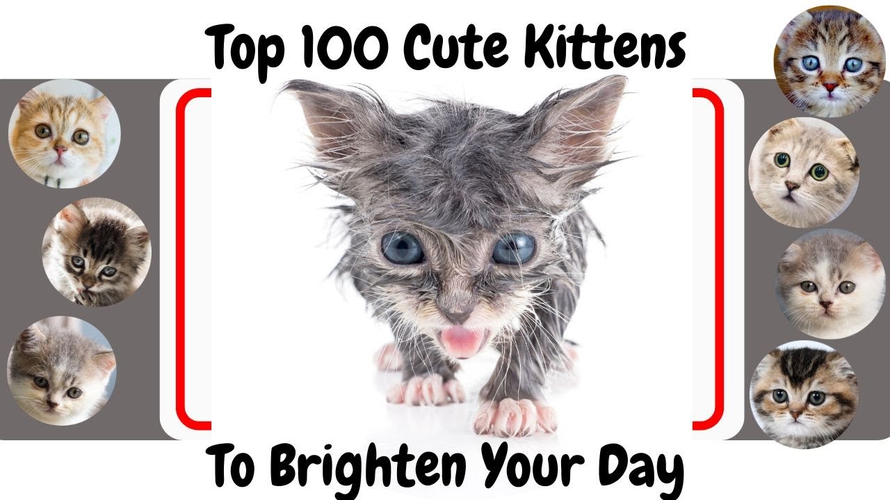 Top 100 cutest KITTENS