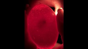 4-H Embryology Candling Video