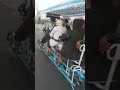 مقاطعه البترول شعب صامد