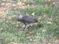 Sharp-shinned Hawk pierces and squeezes Robin to death