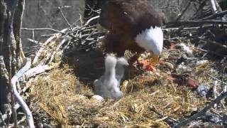 DECORAH EAGLES 2016 11 53 AM CDT TIME FOR BRUNCH