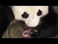 Madrid Zoo Identifies Sex Of Twin Giant Panda Cubs Madrid Zoo Identifies Sex Of Twin Giant Panda Cubs