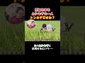 悠仁くんはトンキチですか？ ＃Shorts