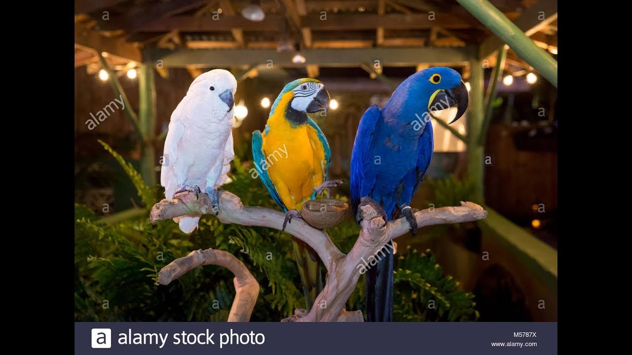 Cockatoo Vs macaw Parrot comedy fights - YouTube