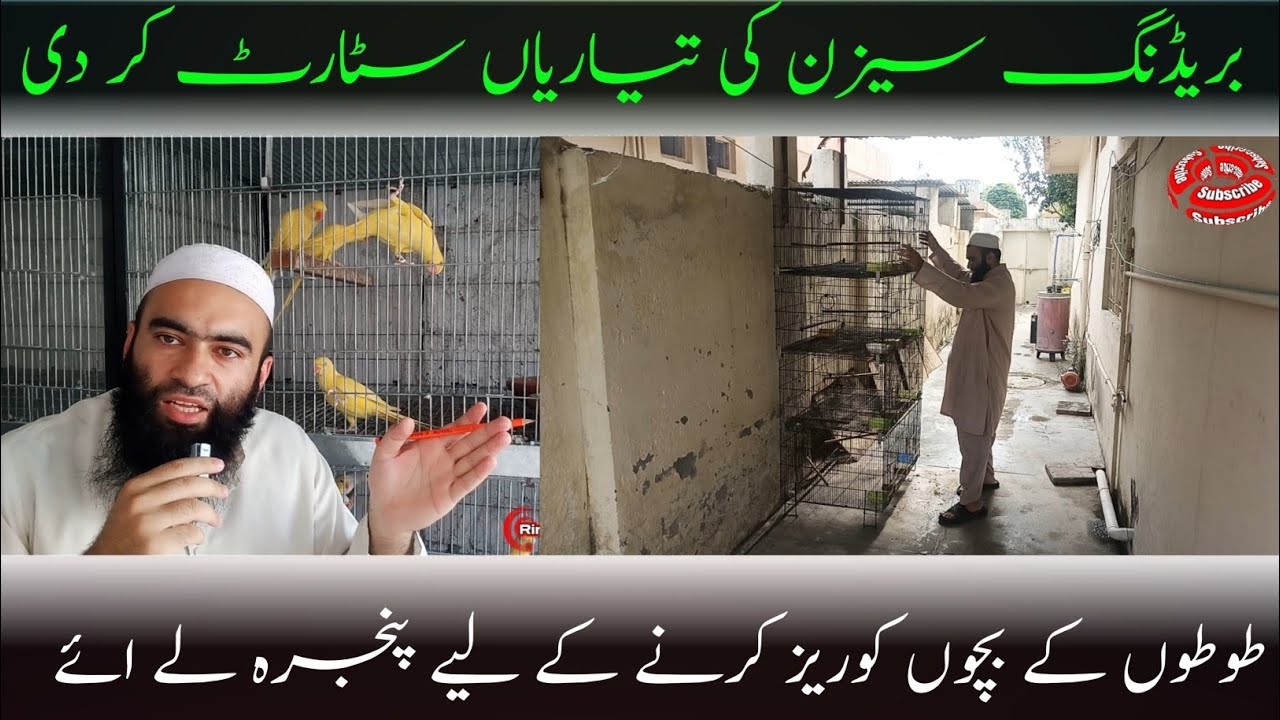 How to Prepare a Cage for Raising Baby Parrot Chicks | Essential Cage Setup for Parrot Chicks