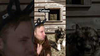 Очень злая собака😂 поддержи лайком❤️ #приколы