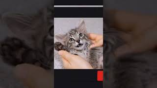 Download Lagu 🐾 “Cute Baby Cat Enjoying a Funny Massage 😍✨ | Cutest Relaxing Moments Ever 🐱💕” MP3 Download Lagu 🐾 “Cute Baby Cat Enjoying a Funny Massage 😍✨ | Cutest Relaxing Moments Ever 🐱💕” MP3