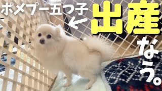 【犬の出産】ポメラニアンの出産 　陣痛の様子と産まれたての子犬