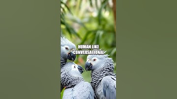 The Astonishing Abilities of Language in Animals