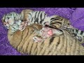 FAQ про ТигряТ/ Tiger cubs FAQ lll 2 выпуск