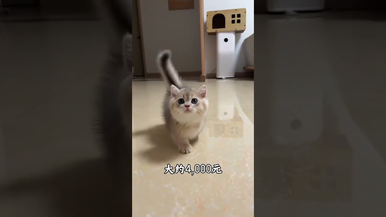 Here are some types of cats for science popularization. See how many you recognize 