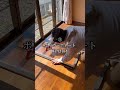 障子窓DIY #リフォーム #空き家 #diy #リノベ #和室 #窓 #内窓 #shorts