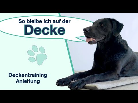 Video: Wie man Hunde davon abhält, ihre Decken zu kauen