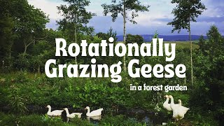 Watch us move our GEESE through our BERRY CROPS & FOREST GARDENS | AGROFORESTRY & PERMACULTURE
*A film from late summer 2024, originally posted to our PATREON.
Here we demonstrate how we use geese to weed our young food forests and berry gardens.
We use portable electric netting to rotate our geese around areas of our farm that need to have the grasses controlled. The geese mostly eat grass throughout the year and fertilise as they forage. They love eating cleavers (goosegrass) and we even feed them blackcurrants as we have plenty to share. The goose house is made from an old IBC tank and is very light and easy to move to the new grazing cell. The bedding from the goose house, a mix of straw, young branches and goose droppings, is removed from the goose house prior to moving and applied as a surface mulch around any nearby trees or shrubs (in todays case its raspberries).
WANT TO COMMENT OR ASK A QUESTION? FIND US OVER AT PATREON....ITS NICE THERE TOO.
About Tap o Noth Farm:
Tap o Noth Farm is an 8 acre permaculture designed food forest farm/homestead situated on the slopes of Tap o Noth hill in Aberdeenshire, NE Scotland. We practice home scale to small farm scale agroforestry and regenerative agriculture methods to produce organic fruit and vegetables, raise dairy cows and goats for all our raw milk needs, geese to graze our silvopasture and coppice systems and laying hens, moved around in a Chickshaw, for an abundance of eggs.
Our videos arent how tos - more videos to give a glimpse into our lifestyle and hopefully inspire you to bring aspects of what you see into your own life.
FOOD FOREST BERRIES
In 2024 we began establishing a small scale, permaculture designed family soft fruit enterprise that will rub shoulders with our other on-farm businesses. We arent trying to compete with or replicate the large soft fruit commercial farms that are common place here in Scotland and around the world but showcase a small scale, ecologically diverse model that will work with our family farms values and needs both economically and environmentally. Our sales will be direct to the consumer, working with our local community via a Community Supported Agriculture model (CSA), either through weekly fruit shares or by offering a pick your own/U pick. The berries grown in the market garden will add to the top fruit - apples and plums - that we have already been growing in food forest systems for nearly a decade.
HEDGE + FURROWS OFF-GRID SHEPHERDS HUT
Come and stay on the farm in our traditional shepherds hut, complete with pizza oven and wood fired outdoor bath, set amongst fields, trees and beside a beautiful pond.
You can book through AirBnB here - https://airbnb.com/h/hedgefurrow
PATREON:
Love our videos? Help us to make them by supporting us as a patron of the farm!
https://www.patreon.com/tapfarm
Social Media links:
INSTAGRAM - https://www.instagram.com/tapfarm/
FACEBOOK - https://www.facebook.com/taponothfarm
TAP CHAT FB GROUP - https://www.facebook.com/groups/tapchat
WEBSITE - www.taponothfarm.co.uk
#geese #permaculture #forestgarden Watch us move our GEESE through our BERRY CROPS & FOREST GARDENS | AGROFORESTRY & PERMACULTURE